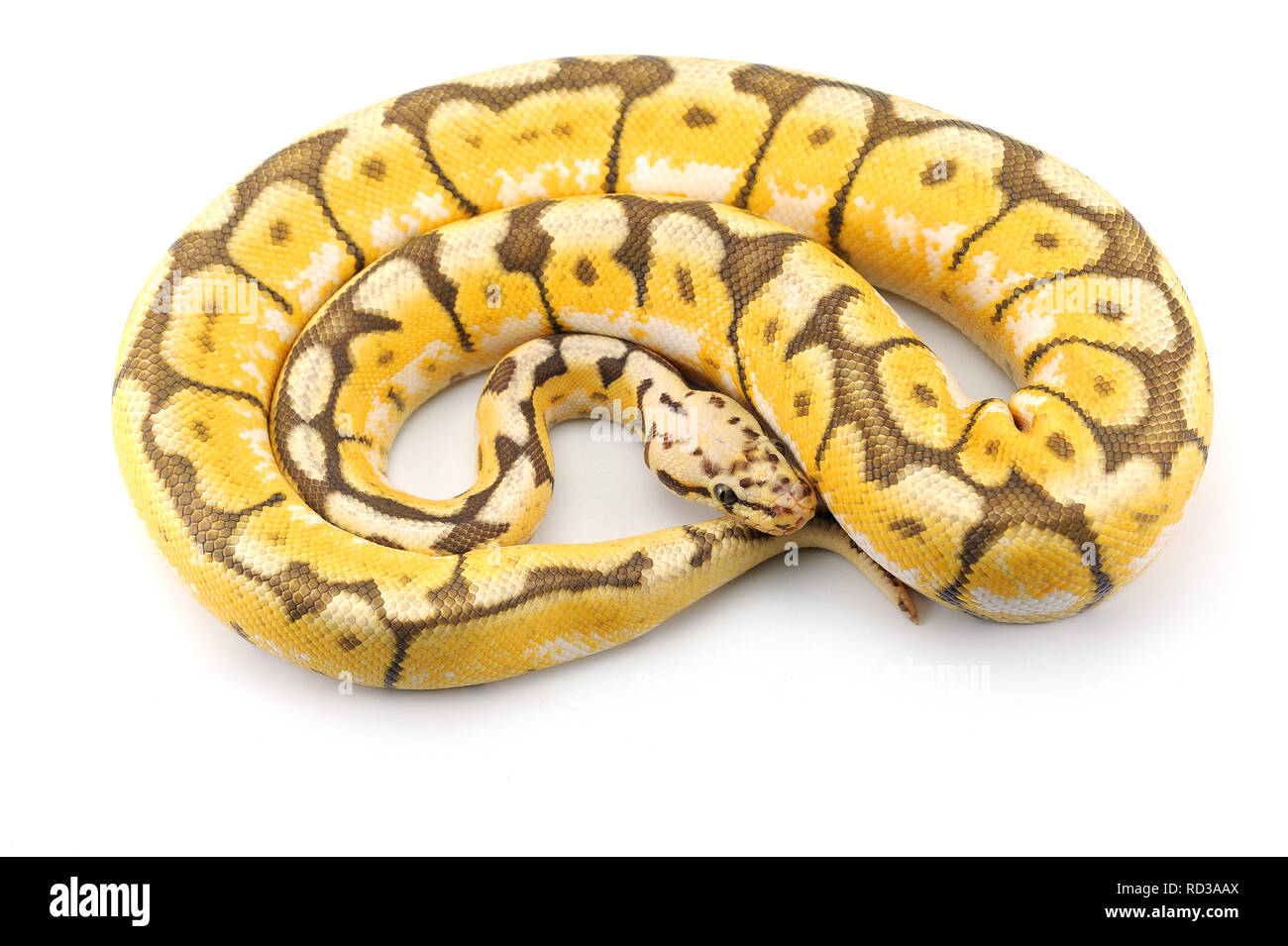 ball python isolated on white background Stock Photo - Alamy