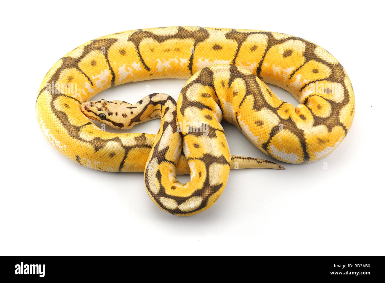 ball python isolated on white background Stock Photo - Alamy