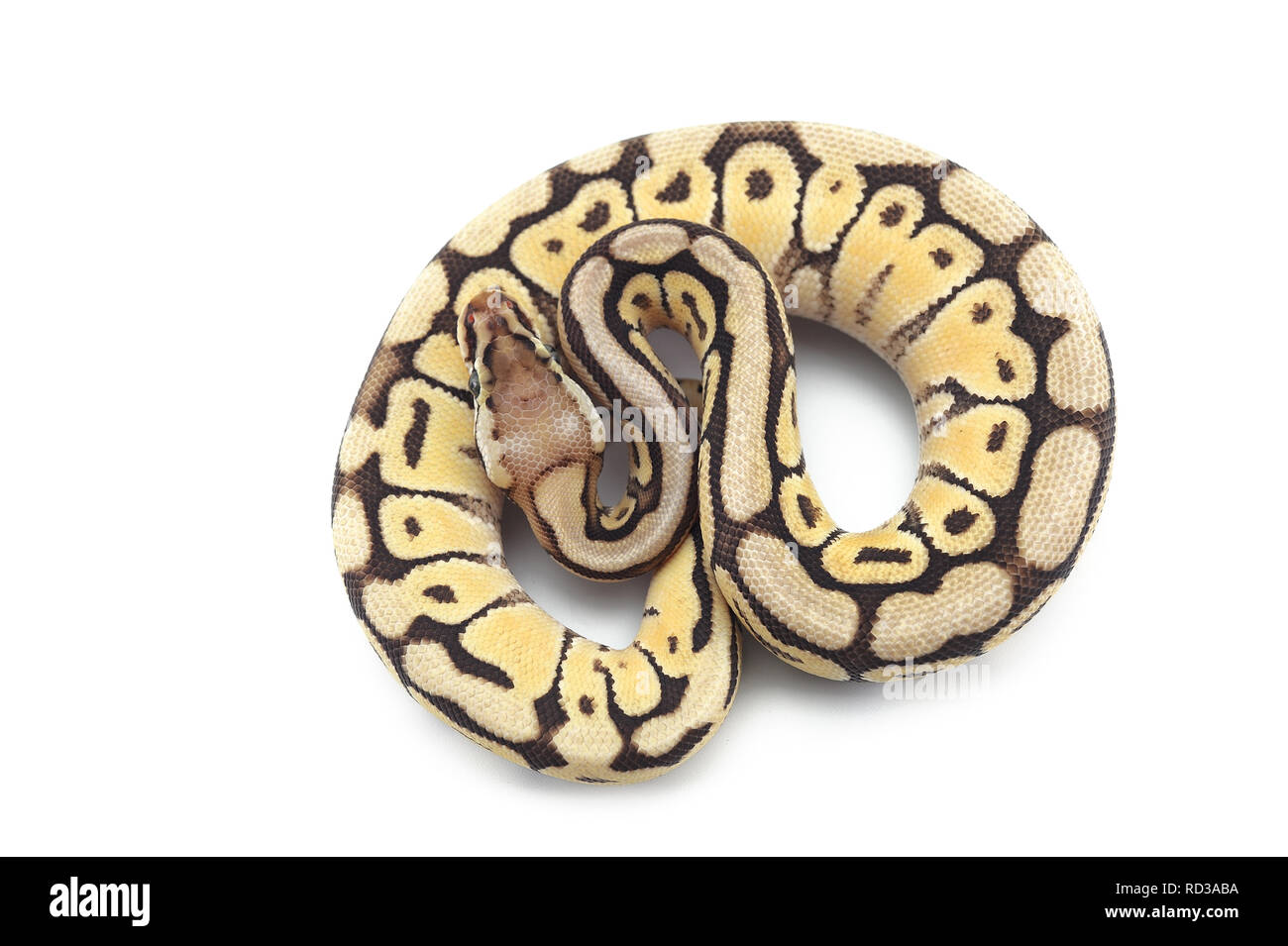 ball python isolated on white background Stock Photo - Alamy