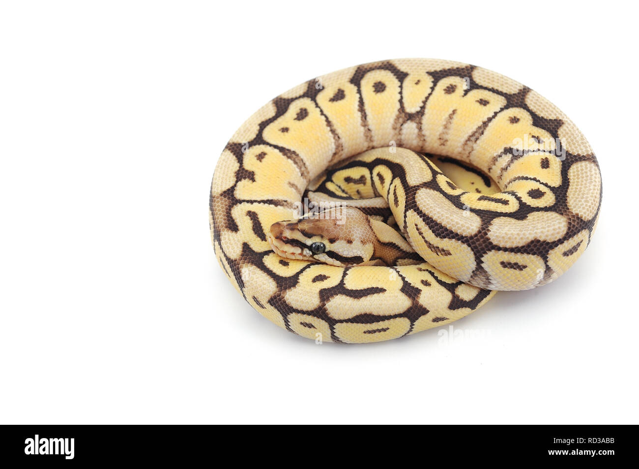 ball python isolated on white background Stock Photo - Alamy