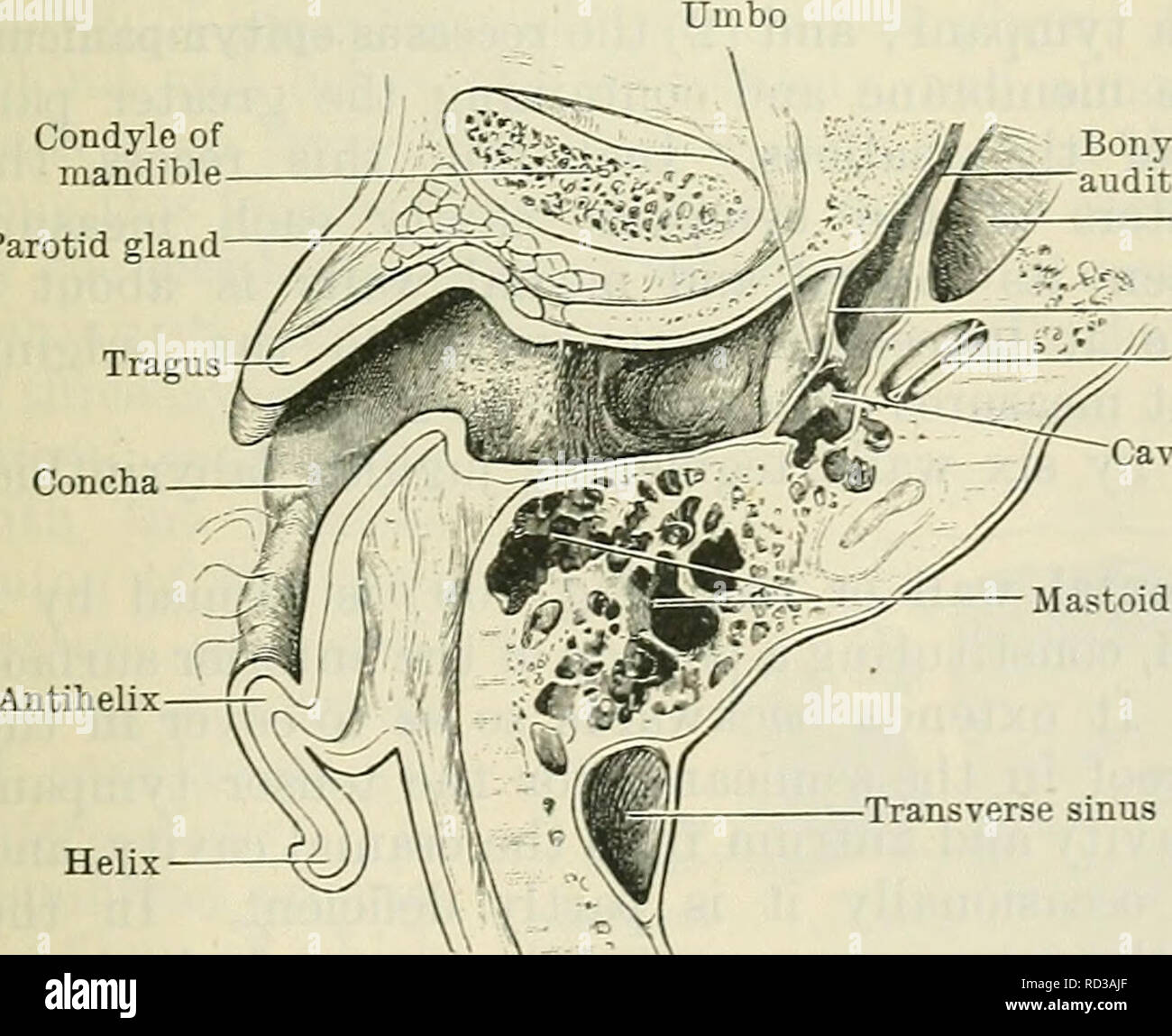 . Cunningham's Text-book of anatomy. Anatomy. Pars ossea of external acoustic meatu Recessus epitympanicus Malleus Cochlea Cavum tympani Membrana tympani Internal carotid artery Crus antihelicis inferior = Cyrnba conchse Crus helicis Pars cartilaginea of external acoustic meatus Cavum conchse Lower boundary of incisura intertragica Fig. 707. Frontal Section of Eight Ear : Anterior Half of Section, viewed from behind (natural size). finger into the meatus, and then alternately opening and shutting the mouth. The condyle of the mandible lies in front of the pars ossea, while between the condyle Stock Photo