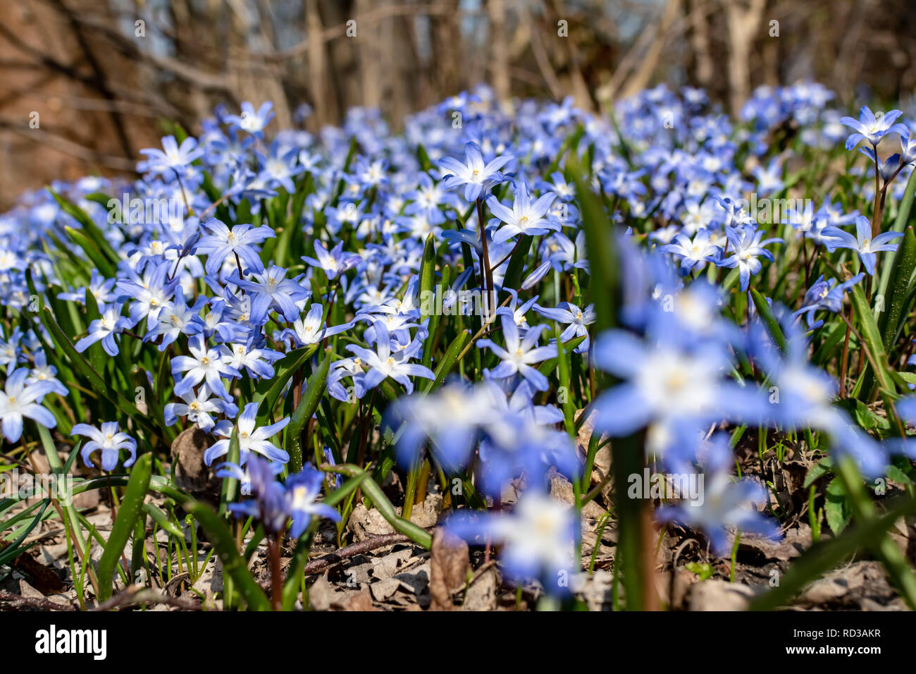 Close-up from many spring flowers named squill (genus Scilla), which grow on a forest glade. Stock Photo
