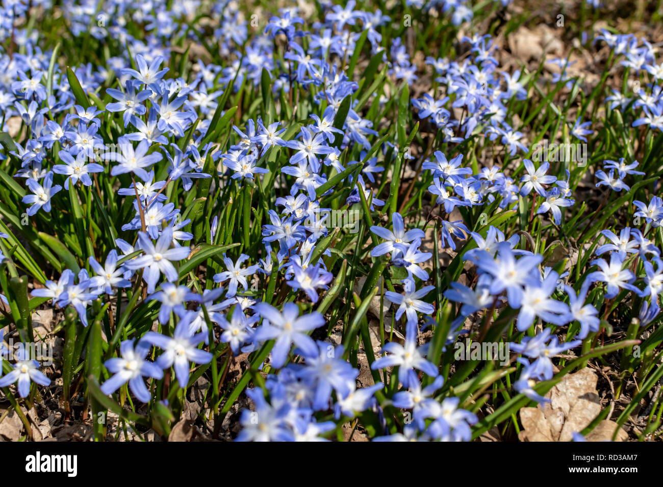 Close-up from many spring flowers named squill (genus Scilla), which grow on a forest glade. Stock Photo