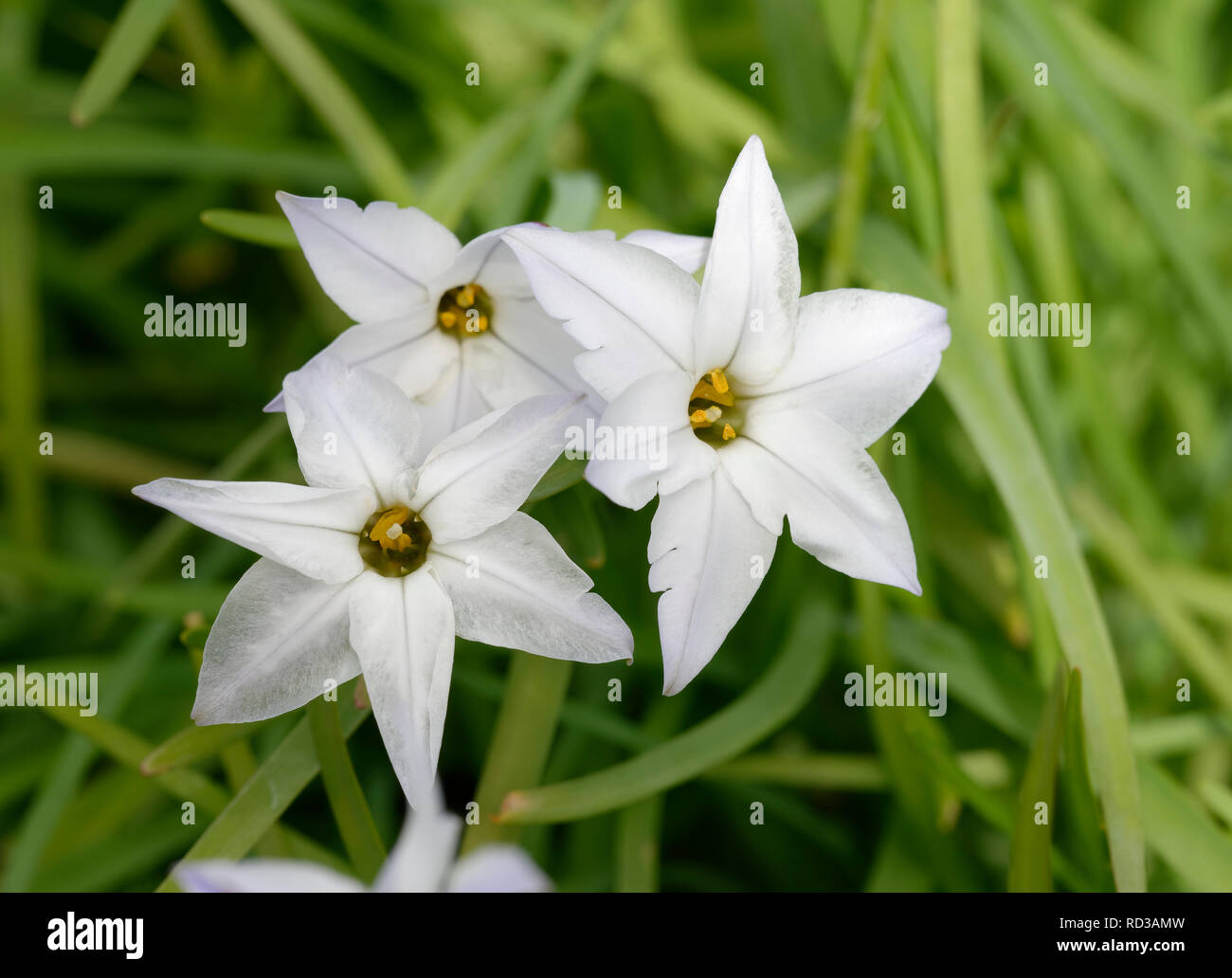 Spring Starflower - Tristagma uniflorum  Small Spring flowering Bulb Stock Photo