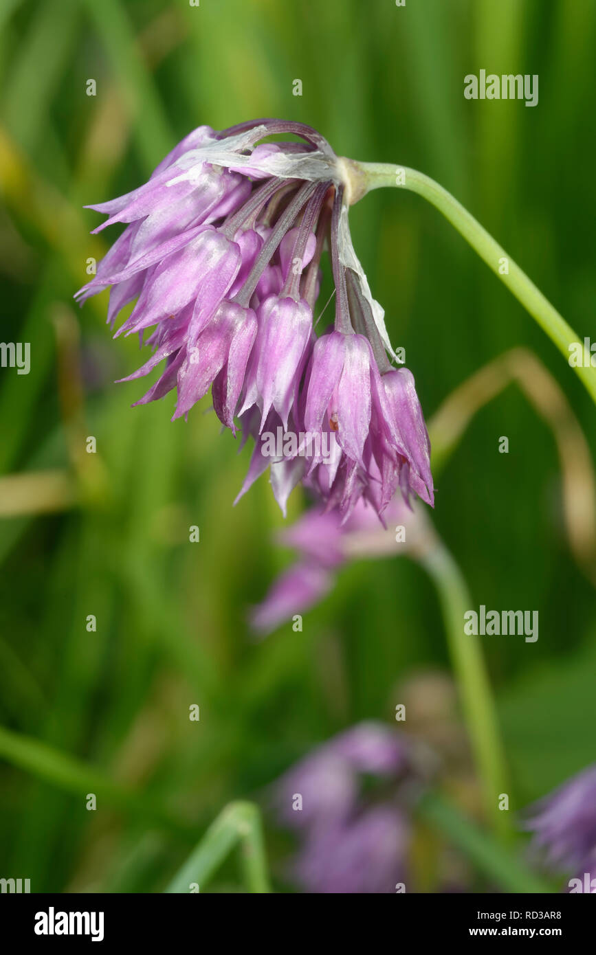 Allium cyathophorum var. farreri  native of China Stock Photo