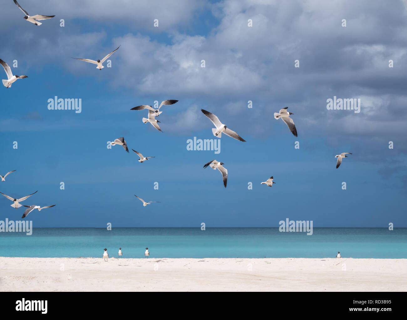 Black headed gulls on Antiguan beach Stock Photo