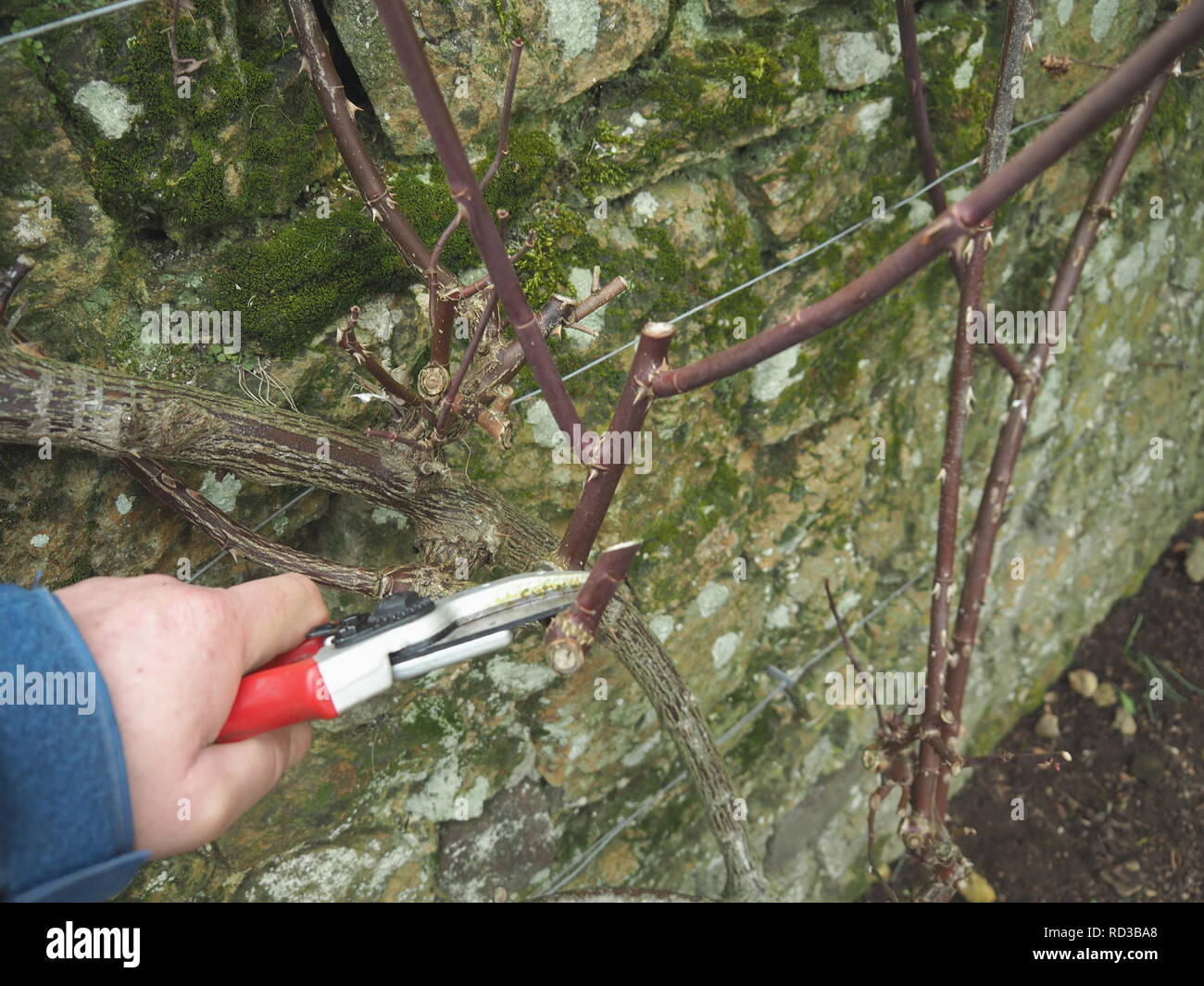 rose pruning , pruning a climbing rose Stock Photo Alamy