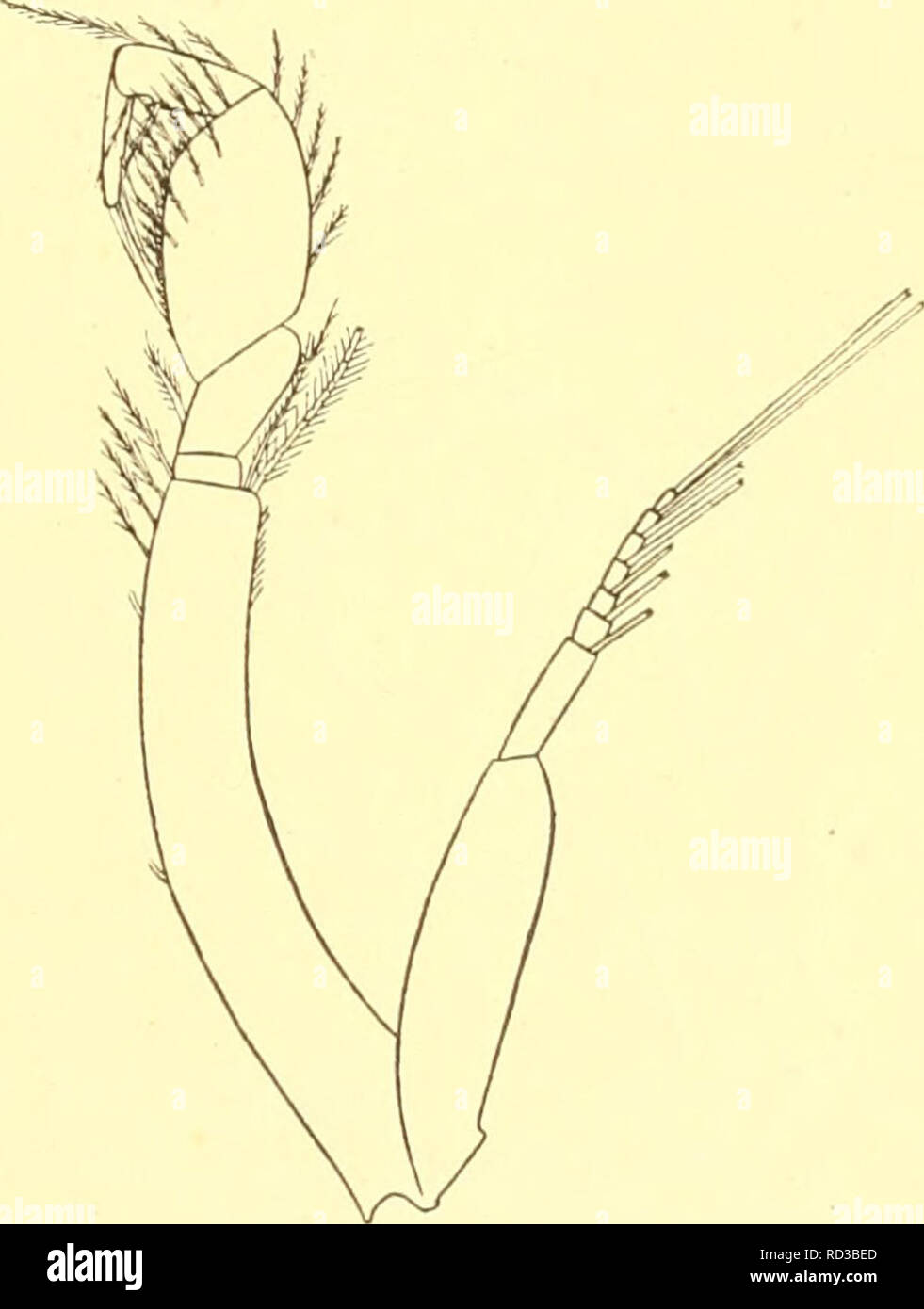 . Cumacea (Sympoda). Cumacea. Cumacea: 20. Lampropidae, 3. Platytyphlops, 4. Bathylamprops, 21. Dicidae ir)i) have breadth of carapace a little less than the length, with minute teeth along from eyelobe to beyond the middle, with no paired ridges to the rear; telson only a little longer than the 6*^ pleon segment; antenna 1 with principal tlagellum 6- or 7-jointed, accessory 4-jointed; antenna 2 Q as in P. peringueyi, but 'S^ joint without tooth, 4*^^ more than twice as long as 3*^^; peraeopods as in P. j^enngveyi; endopod of uropods about as long as the peduncle. L. Q with developing oostegit Stock Photo