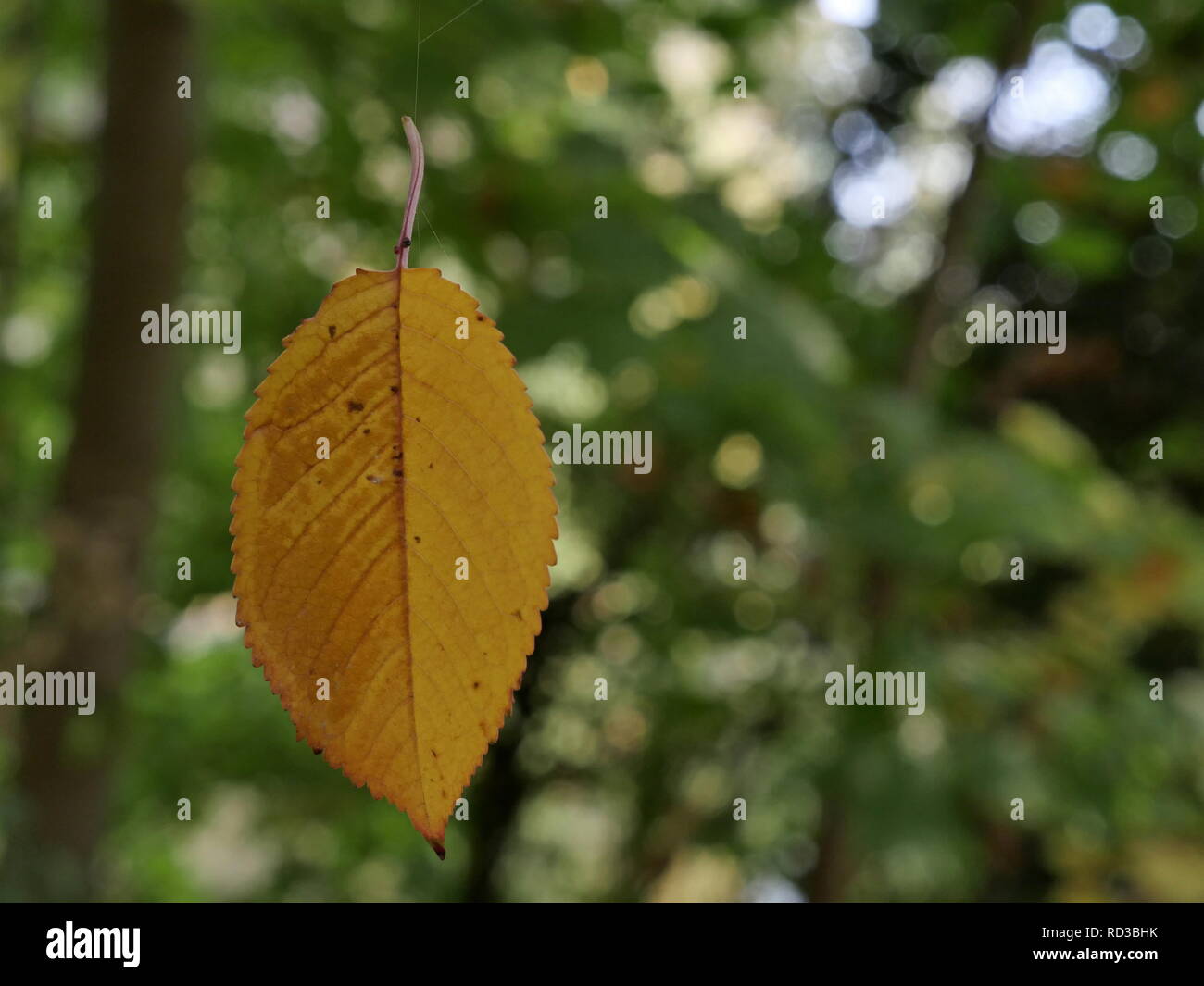 yellow autumn leaf levitating in the air on a spider thread Stock Photo