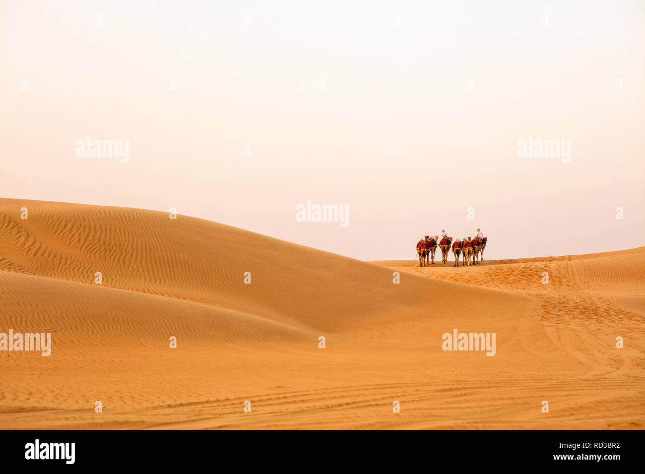 A camel caravan in the Rub' al Khali desert. Stock Photo