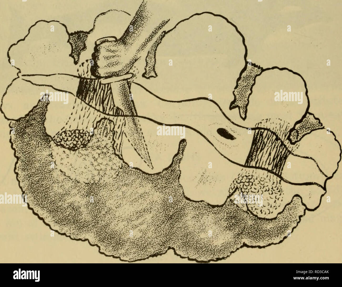 Page 3 Large Giant Clam High Resolution Stock Photography And Images Alamy 6:43 billshowto recommended for you. alamy