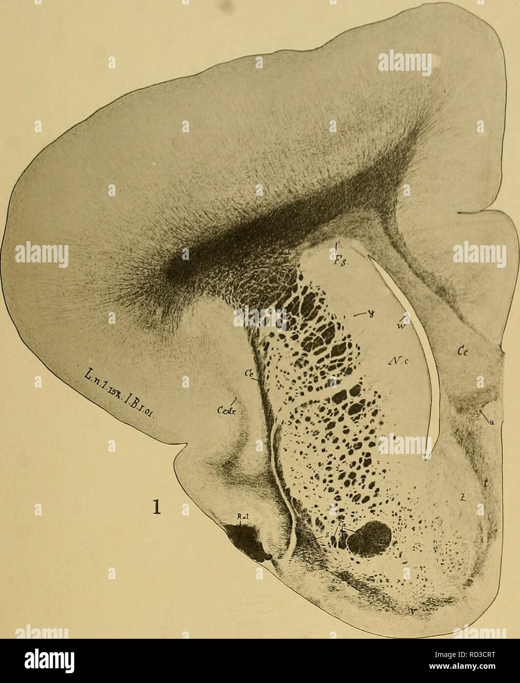 . Denkschriften der Medicinisch-Naturwissenschaftlichen Gesellschaft zu Jena. Beiträge zur Hirnfaserlehre. I. JEN. DENKSCHRIFTEN, Bd. IX.. O. Vogt, Neurobiologi iche Aj Bd. [,Taf.56. r,,,. ..'. Please note that these images are extracted from scanned page images that may have been digitally enhanced for readability - coloration and appearance of these illustrations may not perfectly resemble the original work.. Medizinisch-naturwissenschaftliche Gesellschaft zu Jena. Stock Photo