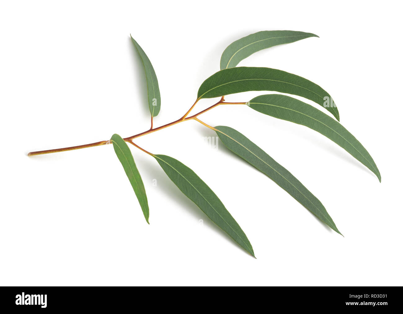 Eucalyptus branch   isolated on white background Stock Photo