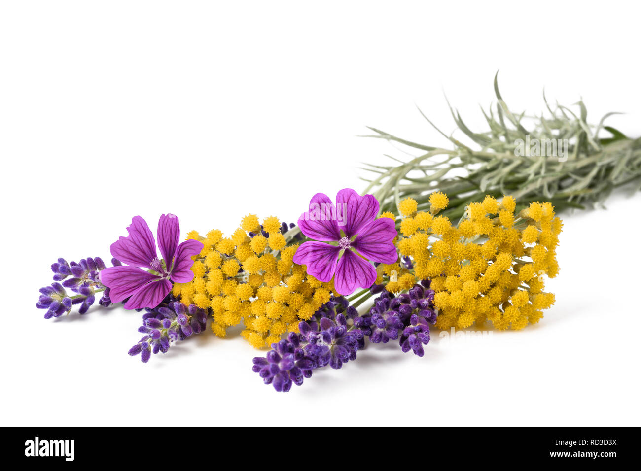 lavender mallow and helichrysum flowers isolated on white background Stock Photo