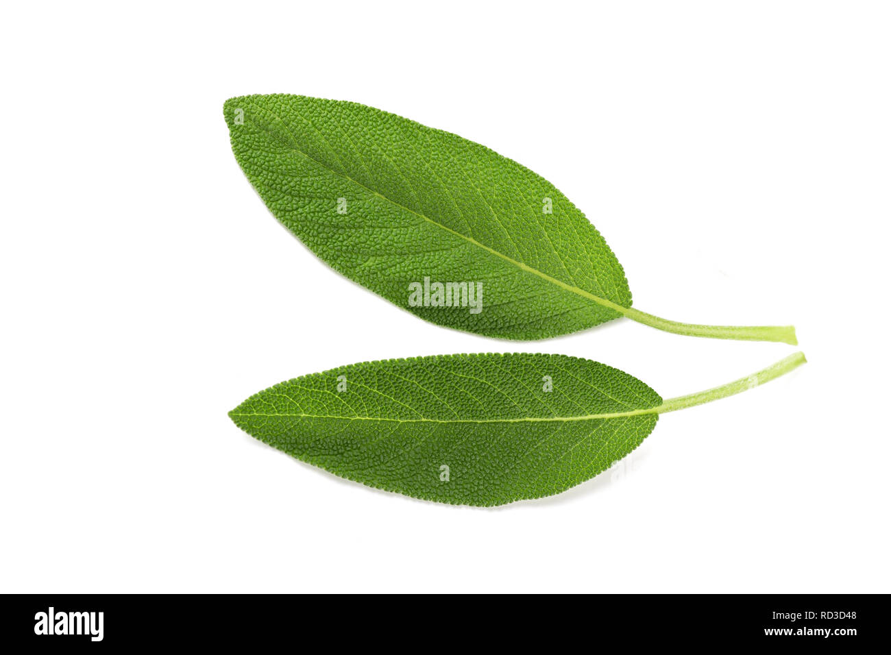 Sage leaves isolated on white background Stock Photo Alamy