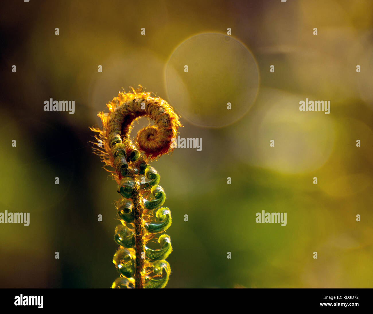 Close-up of a Spring Fern, Vancouver Island, Canada Stock Photo