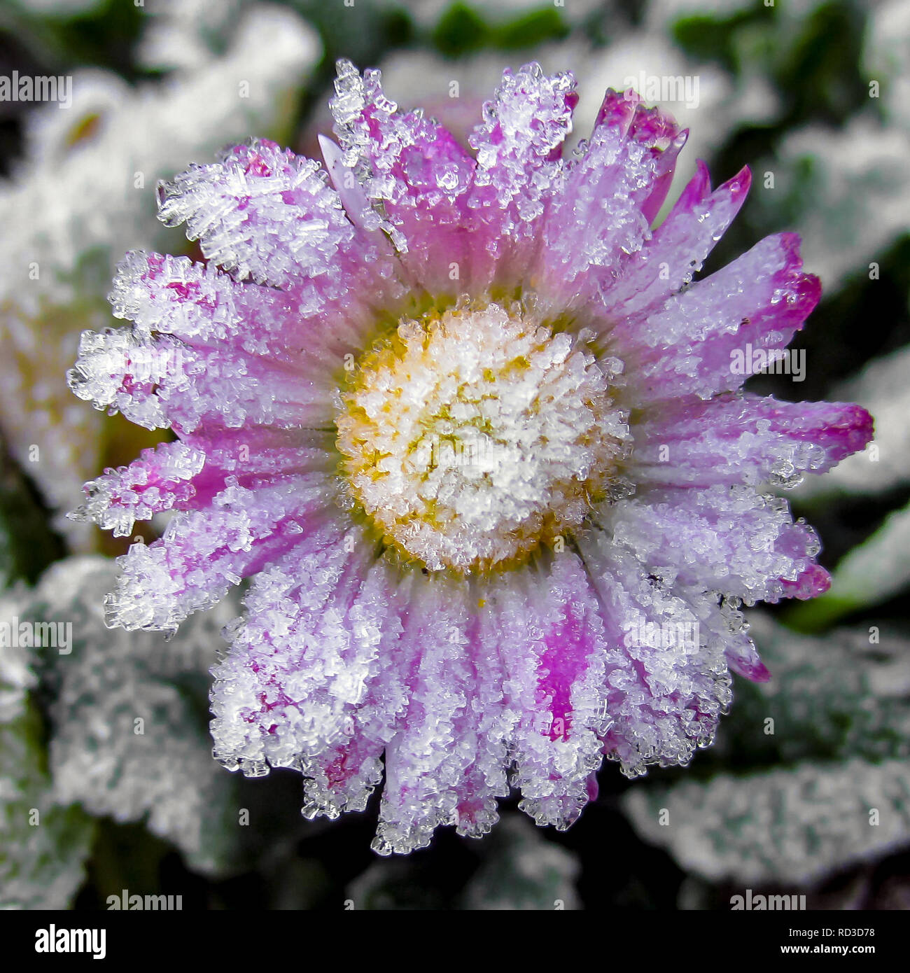 Frozen Pink Daisy, Canada Stock Photo