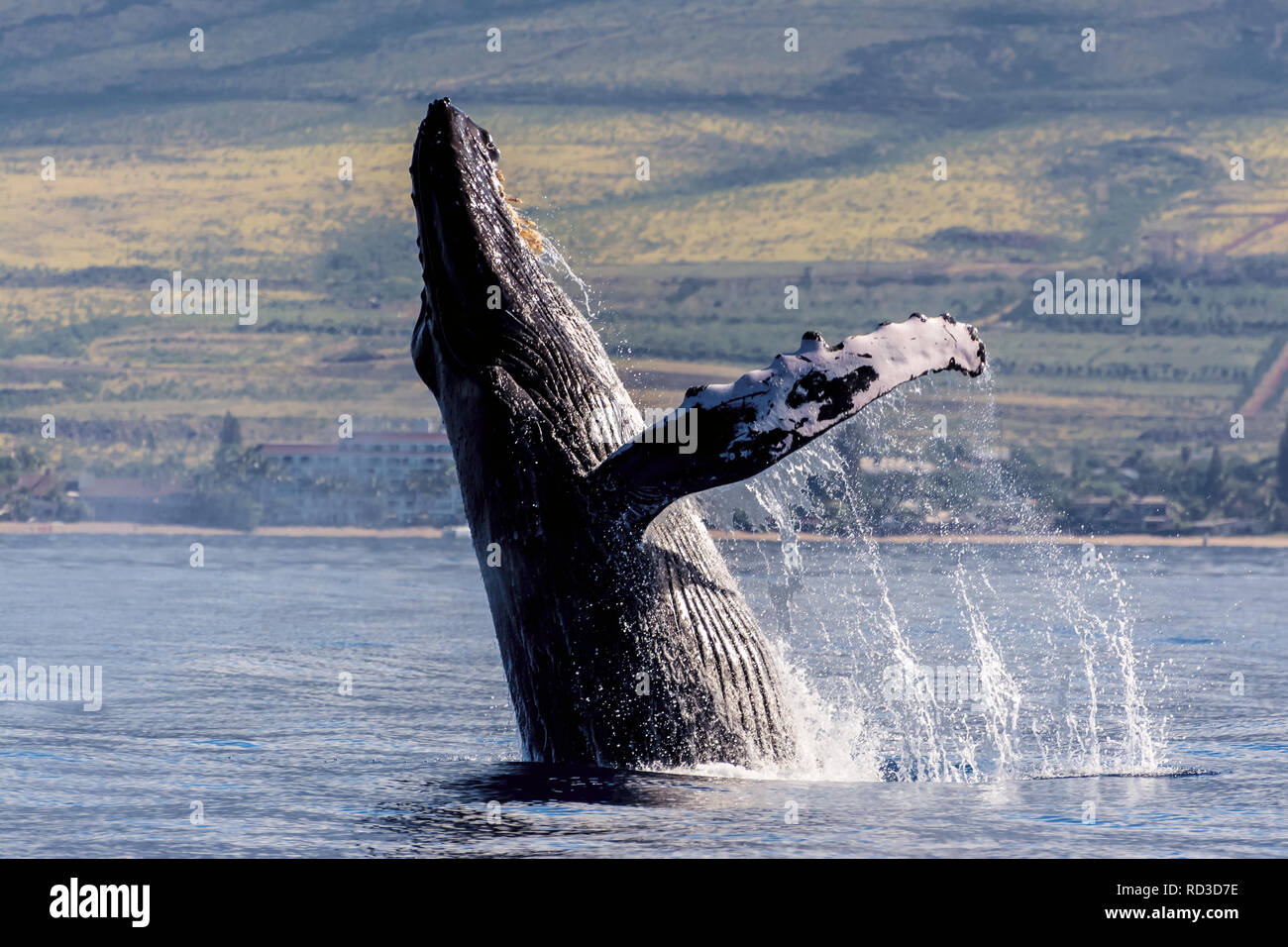 Humpback Whale Breaching, Maui, Hawaii, United States Stock Photo