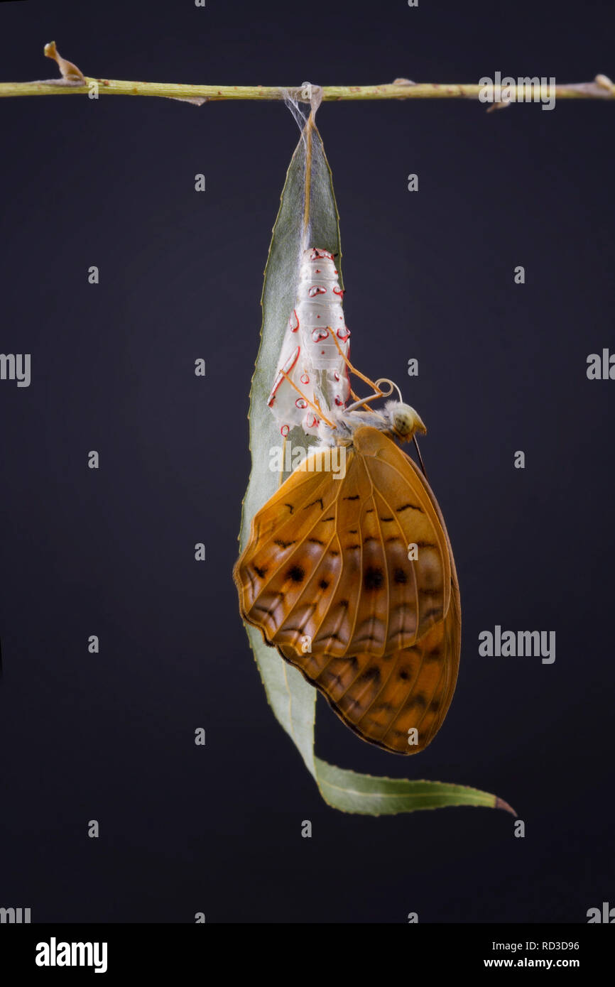 Butterfly emerging from its chrysalis hires stock photography and