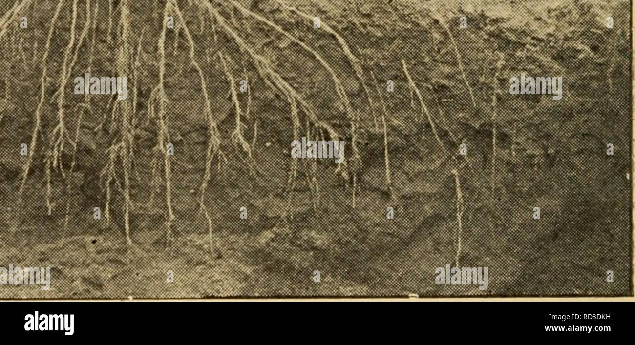 . Elementary principles of agriculture; a text book for the common ...