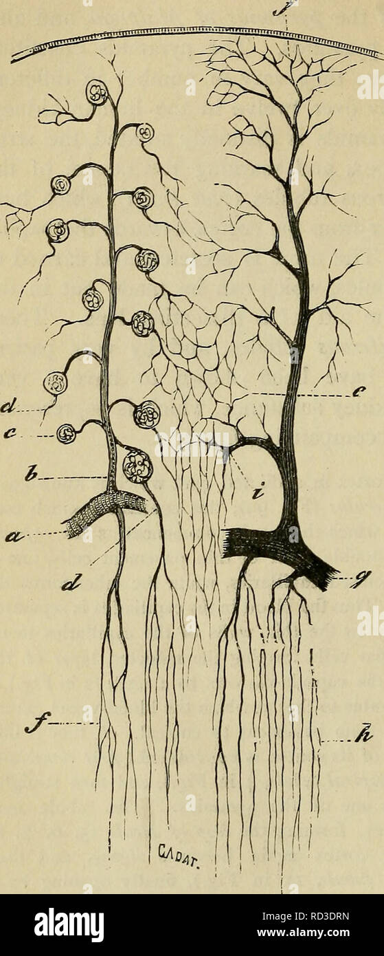 . Elementary physiology. Physiology; Physiology. 212 Elementaiy Physiology. down the medulla, and opens at the apex Bellini (15 in Fig.)- The epithelium lining. Fig. 100.—Vascular supply of kidney. (Cadiat.) Diagrammatic. «, part of arterial arch ; b, interlobular  artery; c, glomerulus ; d, efferent vessel passing to me- dulla as false arteria recta ; e, capillaries of cortex ; /, capillaries of medulla ; g, venous arch ; h, straight veins of medulla ; j, vena stellula ; i, interlobular vein. of a papilla as a duct of the tubule is set throughout on a basement membrane, and it differs in char Stock Photo