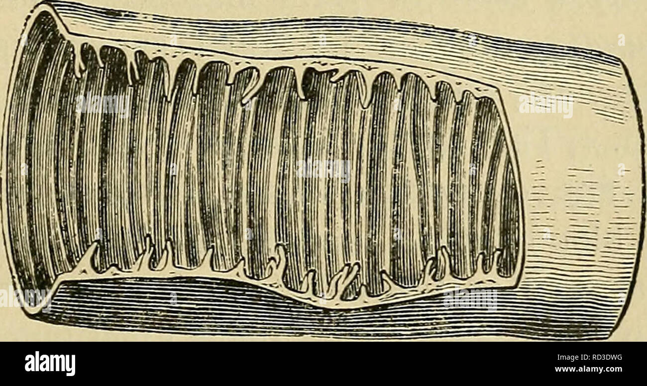 . Elementary physiology. Physiology; Physiology. Fig. 79.—Cross section of a villus of the cat's intestine. (Hiehly maenified.) (E.A. S.) e, columnar epithelium ; g, goblet cell ; its mucus is seen partly exuded ; /, lymph- corpuscles between the epithelium cells; b, basement membrane; c, blood-capillaries ; in, section of plain muscular fibres ; c/, central lacteal. way the surface through which absorption can take place is enor- mously increased, and the rate at which this process can go on is made correspondingly more rapid. Each of these little pro-. FiG. 80.—Portion of small intestine dis Stock Photo