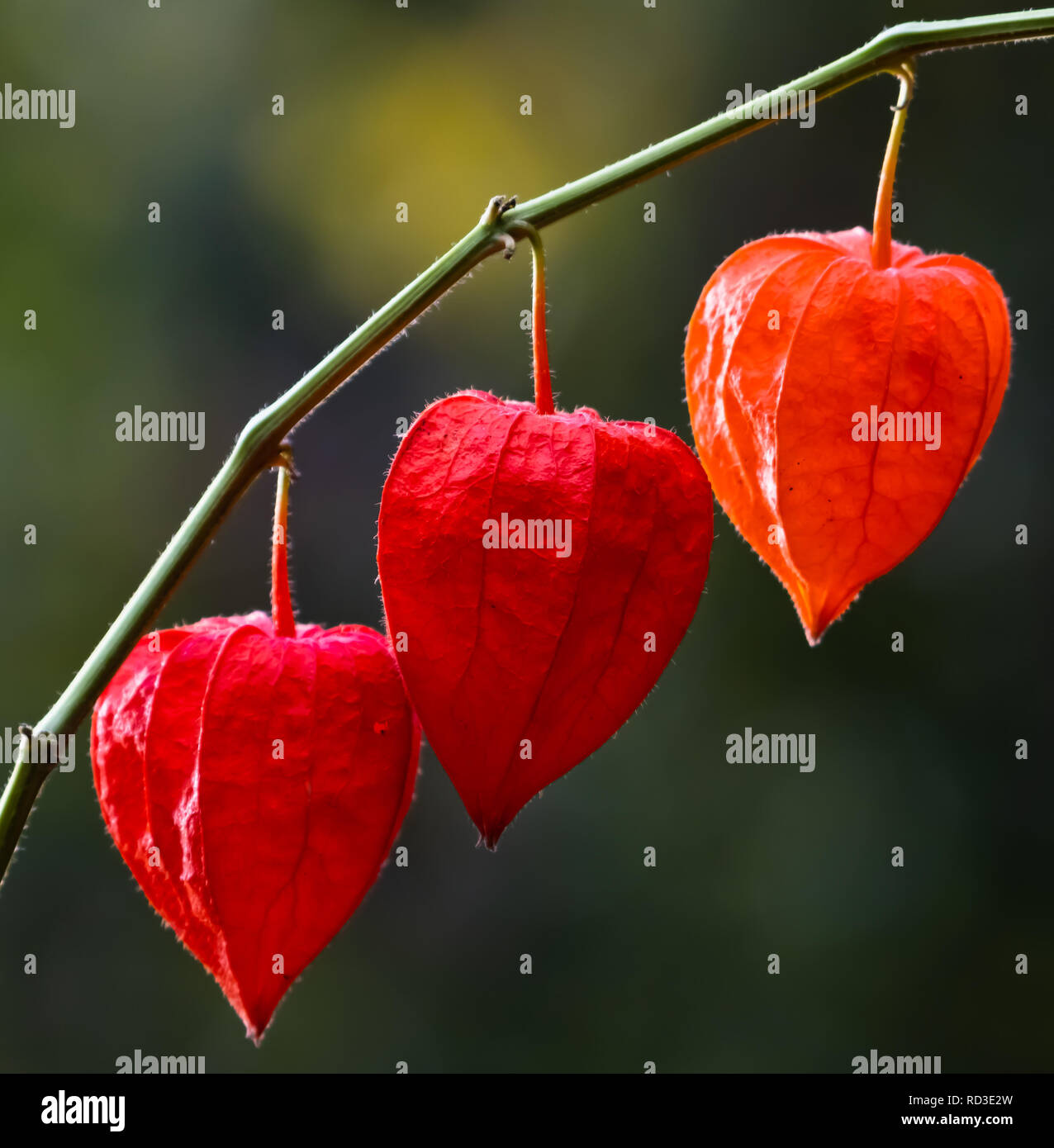 Three lanterns hires stock photography and images Alamy