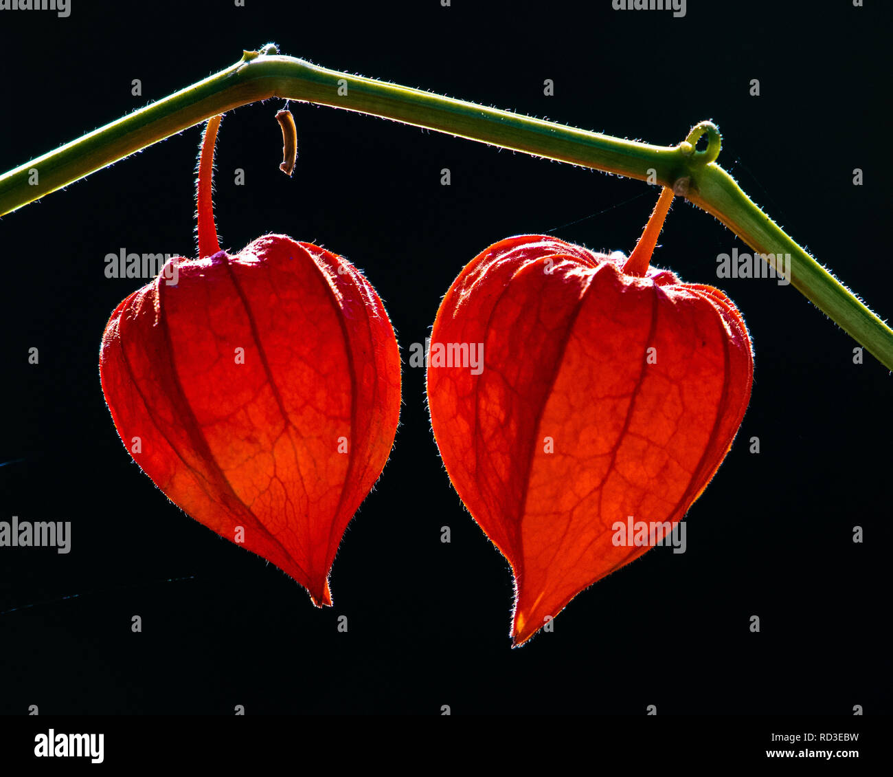 Chinese lantern flower hires stock photography and images Alamy