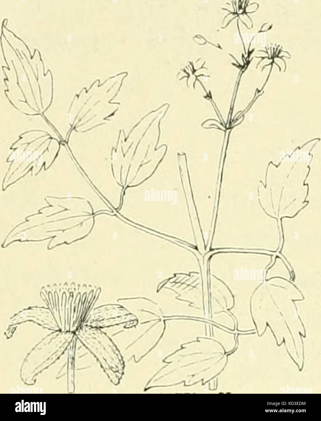 De flora van Nederland. Plants. 184 — FAMILIE 35.. Glematis Vitalba Fig. 214. De bladen zijn vrij lang gesteeld (5-8 cM), de blaadjes staan tegenover elkaar, de paren op 5