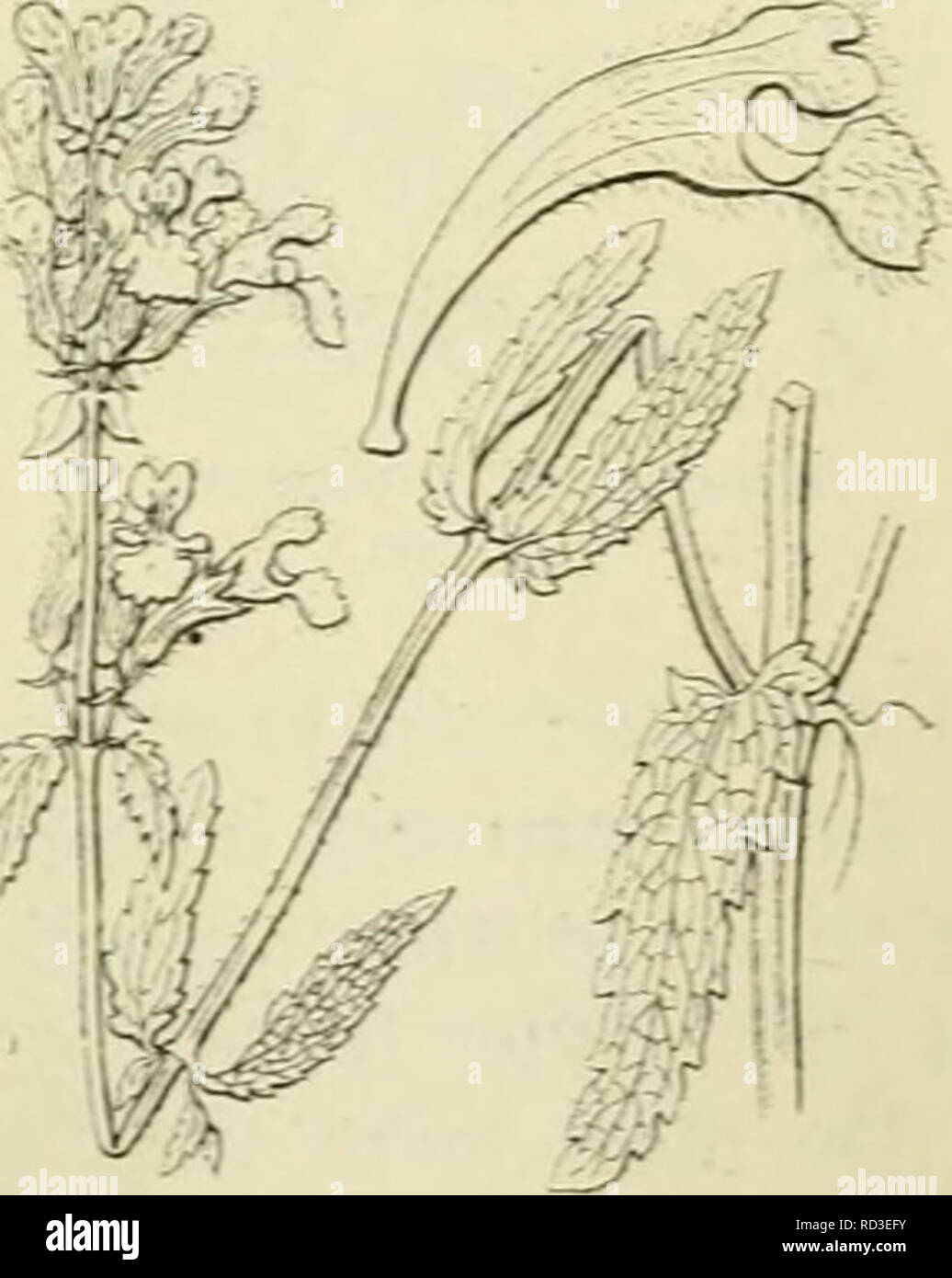. De flora van Nederland. Plants. Nepeta Cataria Fig. 262. /.acht behaard, is eirond, weinig gekromd en draagt lancetvorrnige, prieni- vormig toegespitste, bijna gelijke tanden. De bloemkroon (fig. 262) is vrij klein, behaard, steekt 3-4 niM buiten de keel van den kelk uit. Zij is geelachtig-vvit of rood- achtig-wit. de onderlip is voorzien van purper- kleurige puntjes. De kroonbuis is in den kelk ingesloten en plotseling aan de keel verwijd, de bovenlip is vlak, recht, tweespletig, de onderlip is 3-Iobbig met een uitgeholde, aan den voet sterk samengetrokken, bijna cirkelvormige midden- lob e Stock Photo