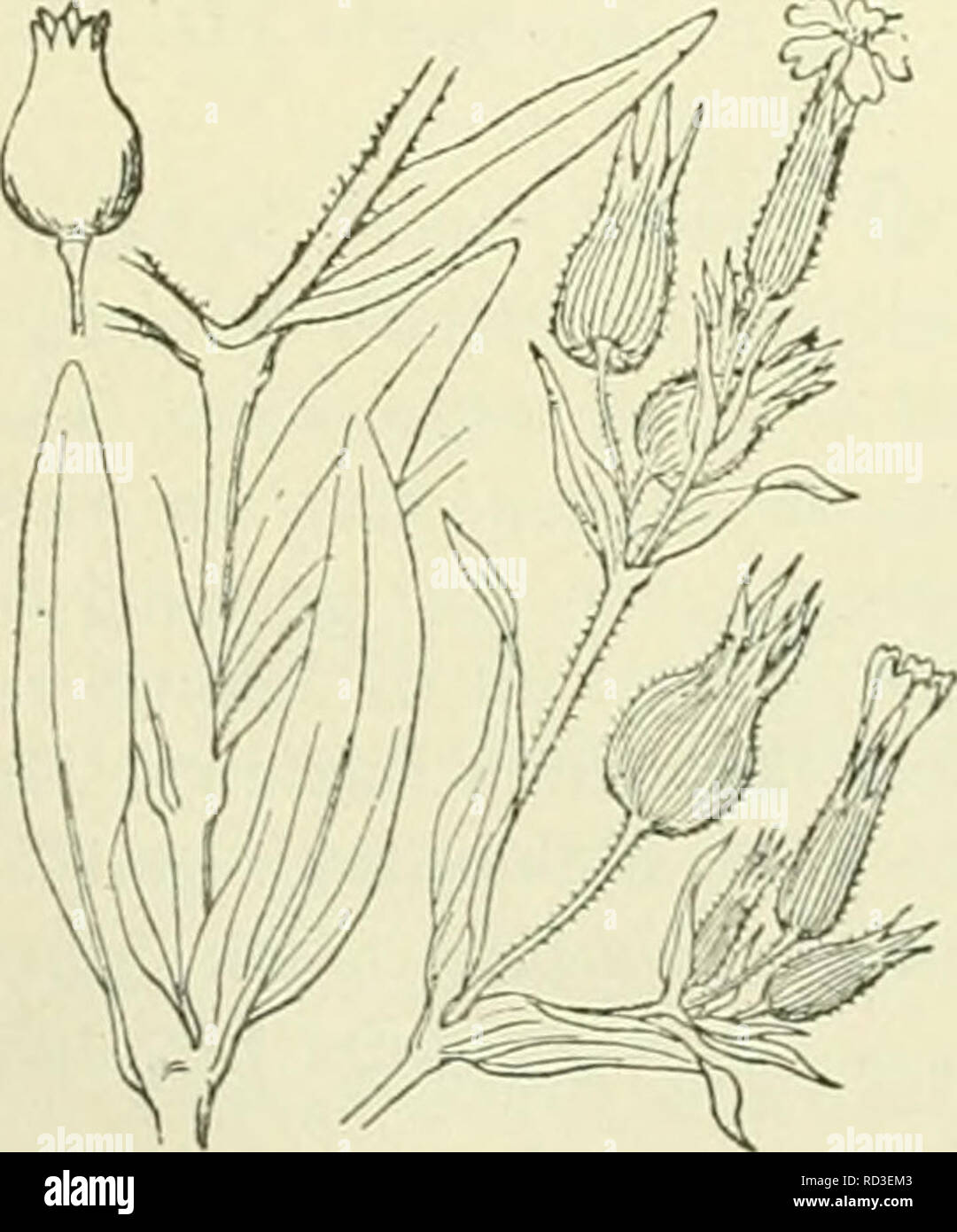 . De flora van Nederland. Plants. |S. Bloemen in armbloemige schijntrossen. Stengel naar boven klierachtig. Onderste bladen langwerpig-spatelvormig, de hoogere lancetvormig. Vrucht- kelk eirond. Kelktanden lancet-priemvormig . . S. gallica blz. 167. S. vulgaris') Grcke. (S. venósa-) Aschers., S. inflata 3) Sm.) (fig. 192). Gewone silene. Uit den gebogen, vertakten wortelstoi&lt; komt een rechtopstaande, rolronde, blauwgroene, onbehaarde of iets behaarde stengel, die soms vertakt is. De bladen zijn lancetvormig of eirond, spits, gaafrandig, de onderste zijn aan den voet versmald. De bloemen zij Stock Photo