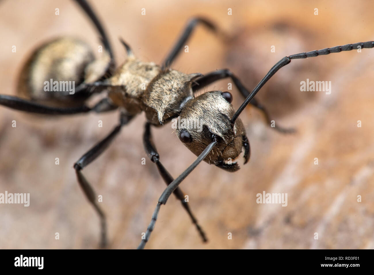 Polyrachis sp. golden ant foraging on leaf litter in tropical Queensland rainforest, Australia Stock Photo