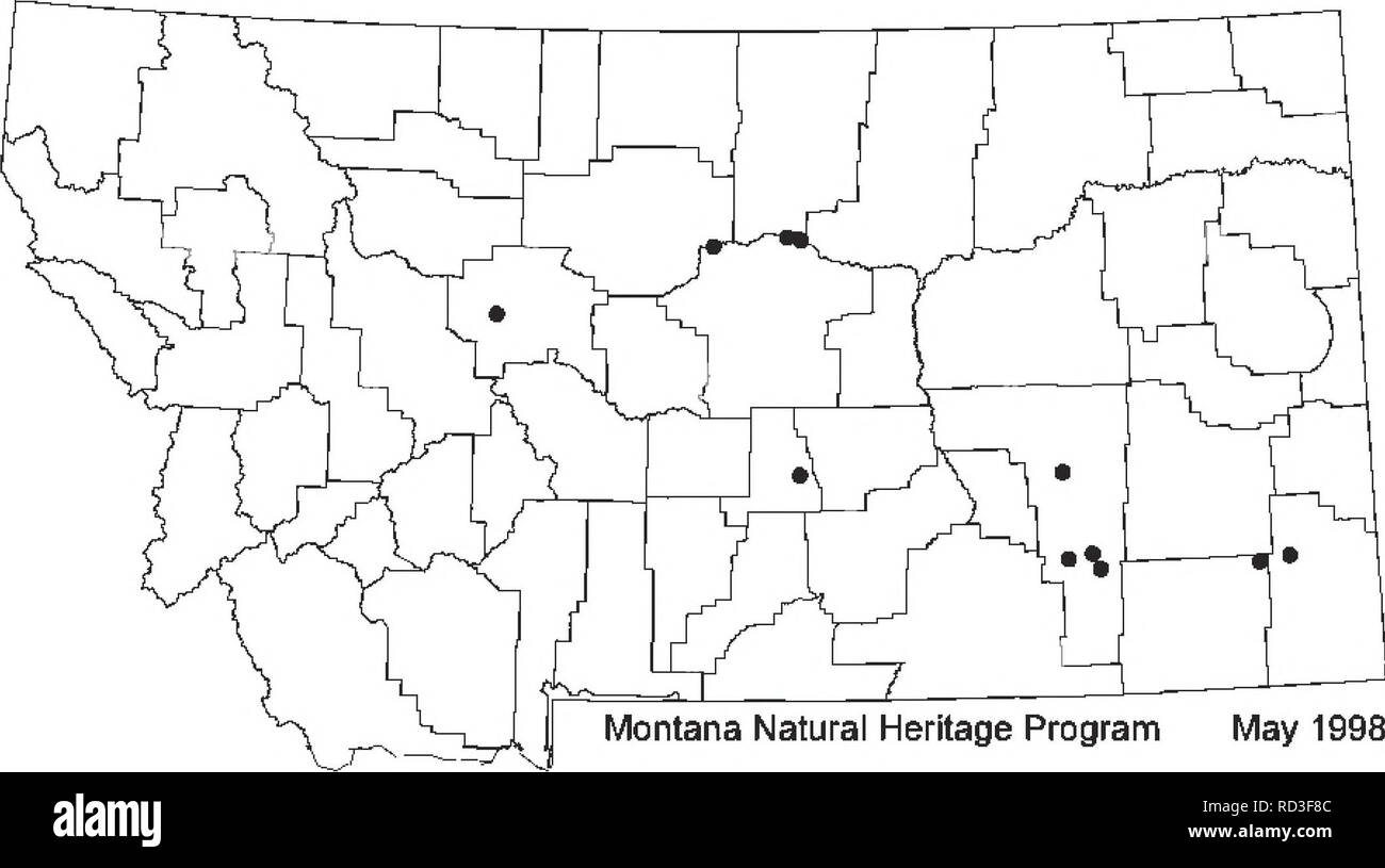 . Botanical and vegetation survey of Carter County, Montana, Bureau of Land Management-administered lands . Botany; Rare plants. Montana distribution: Carter, Cascade, Choteau, Fergus, Golden Valley, Powder River, and Rosebud counties. Carter County distribution: One population was found in 1997 on BLM land along the Powderville Road west of Chalk Buttes. Psoralea hypogaea Little Indian Breadroot. HABITAT: The Carter County population is in a small blowout below the crest of a sandy ridge. It is associated with prairie sandreed (Calamovilfa longifolia) and sand bladderpod {Lesquerella arenosa) Stock Photo