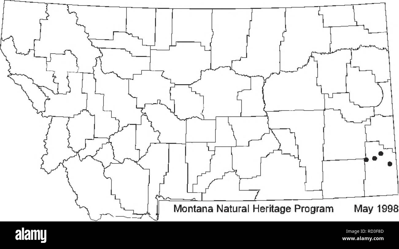 . Botanical and vegetation survey of Carter County, Montana, Bureau of Land Management-administered lands . Botany; Rare plants. that it may have 3 ovules per locule. This broad interpretation does not agree with the most recent treatment by RoUins (1993) which recognizes these taxa as separate, or the earher taxonomic research of MuUigan (1967). We recognize these treatments in which P. brassicoides is endemic to the Great Plains.. May 1998 Physaria brassicoides Montana distribution: Dom (1984) hsted ^^&quot;^^^'^ ^^&quot;&quot;^'^ &quot;^^'&quot;p°^ Physaria brassicoides as iexpectedi in sou Stock Photo