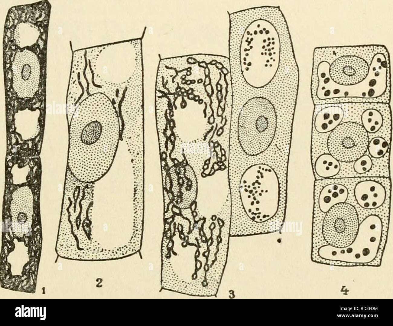 . The cytoplasm of the plant cell. Plant cells and tissues; Protoplasm. Chapter XVII — 197 — Golgi Apparatus from the tip, they become transformed into a vacuolar canal con- taining numerous corpuscles which take up the silver (Fig, 132). Silver methods gave us similar results in other fungi (Endo- myces Magnusii, yeasts) whose vacuoles are not filamentous but begin as small spherical elements filled with metachromatin. The silver methods make these elements appear as small vacuoles, each containing one silver-staining body, whereas in the larger vacuoles, arising from the coalescence of the s Stock Photo