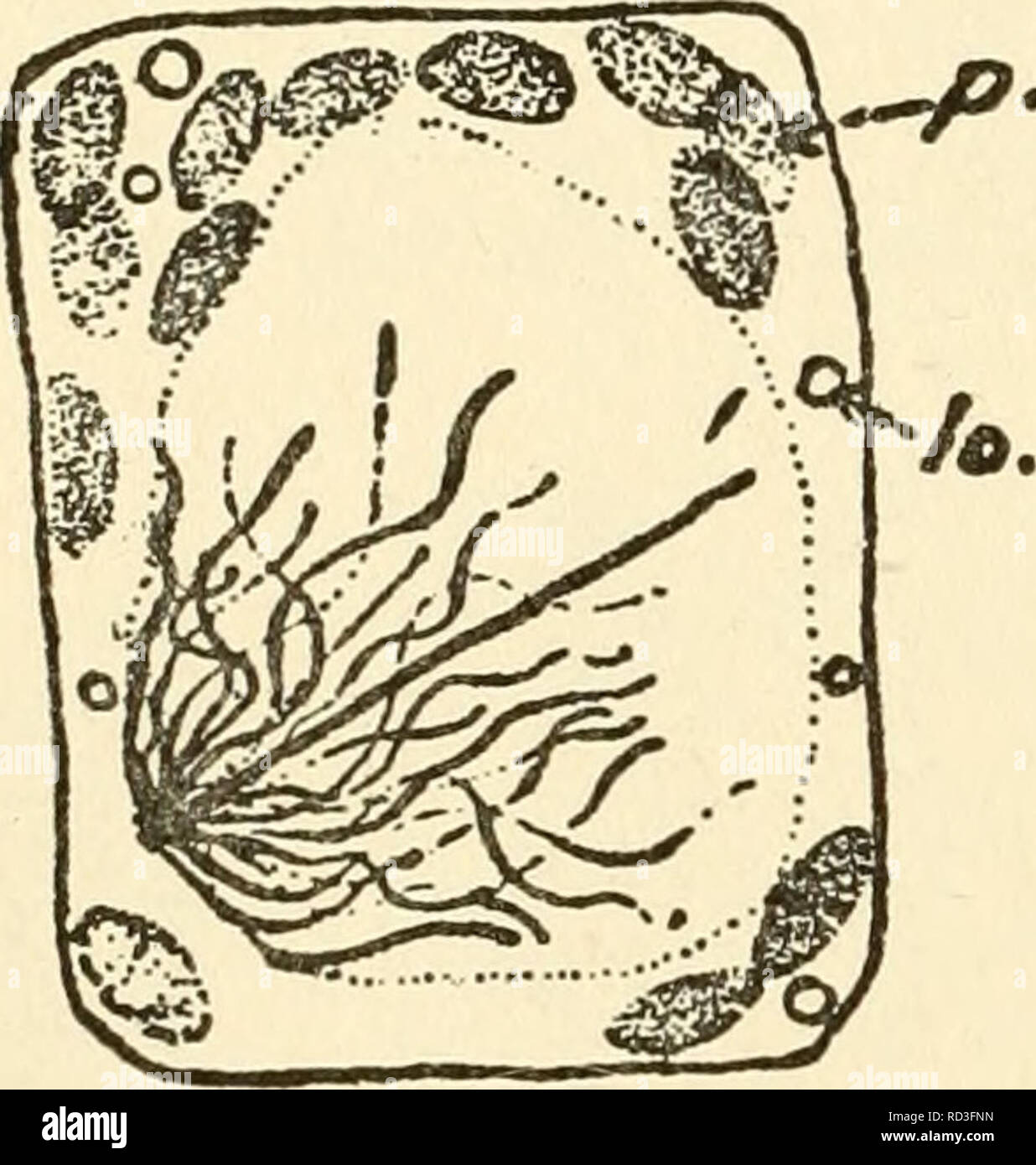 The cytoplasm of the plant cell. Plant cells and tissues ...