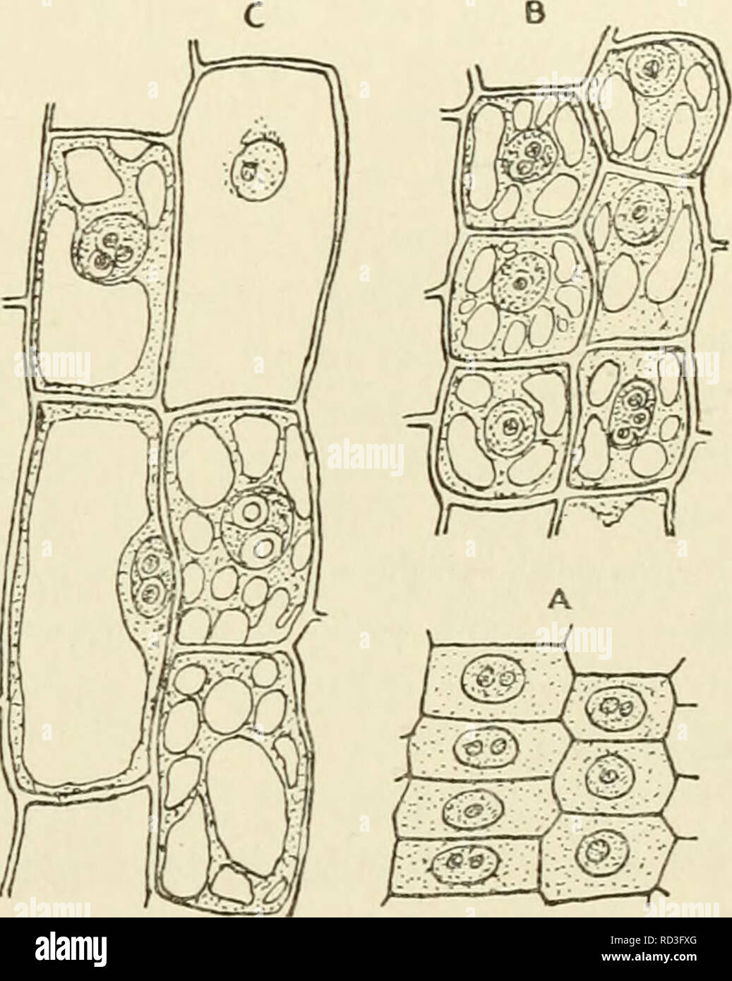 Plastid Stock Photos & Plastid Stock Images - Alamy