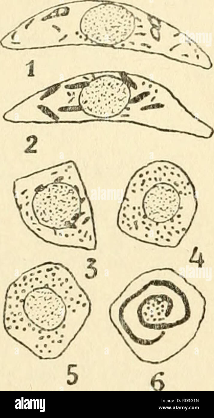 Plant Cell Not Labeled Black And White