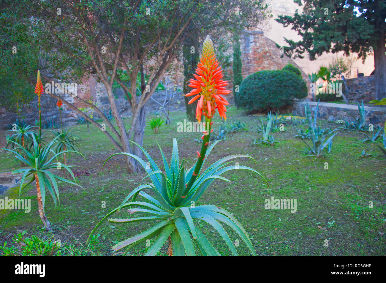 Big orange agave flower, natural park, winter, Spain Stock Photo