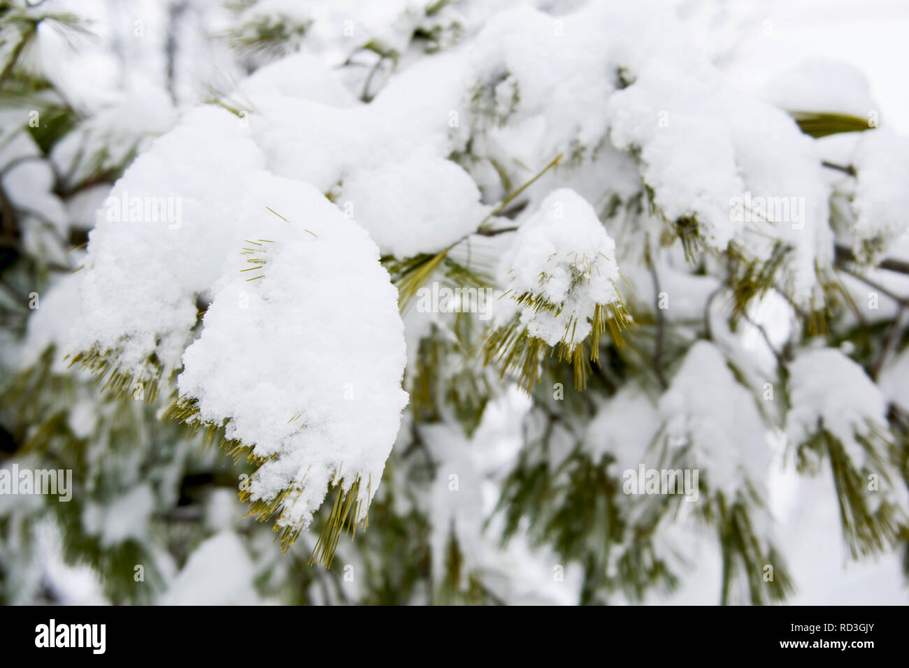 Snowy bough Stock Photo
