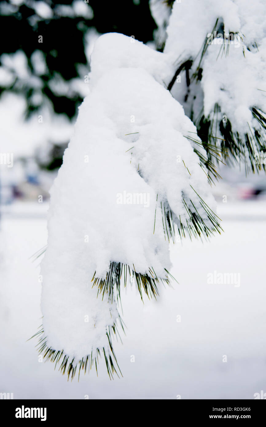 Snowy bough Stock Photo