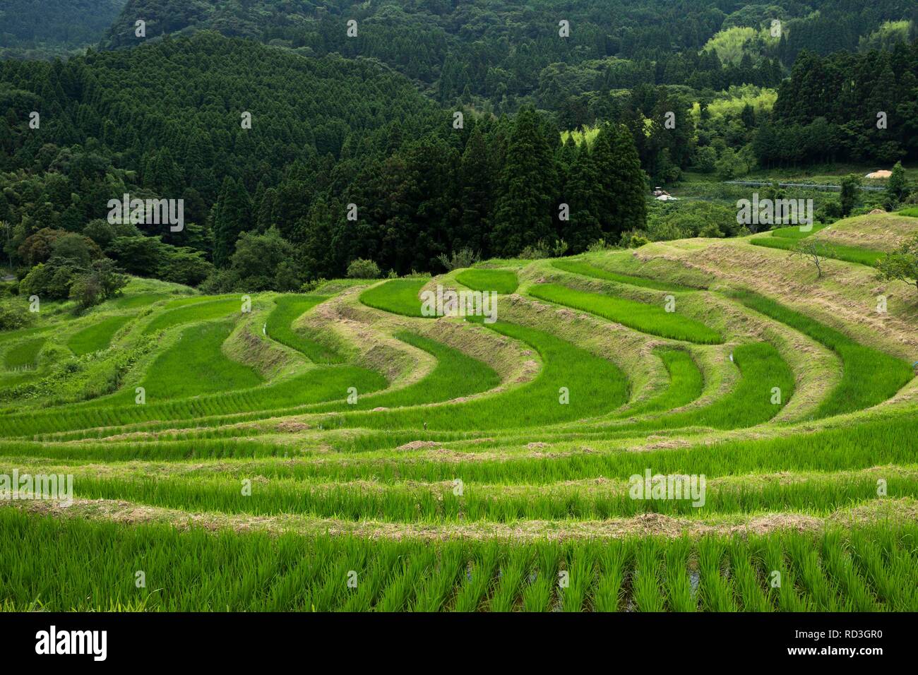 Terraced rice fields, Japan Stock Photo Alamy