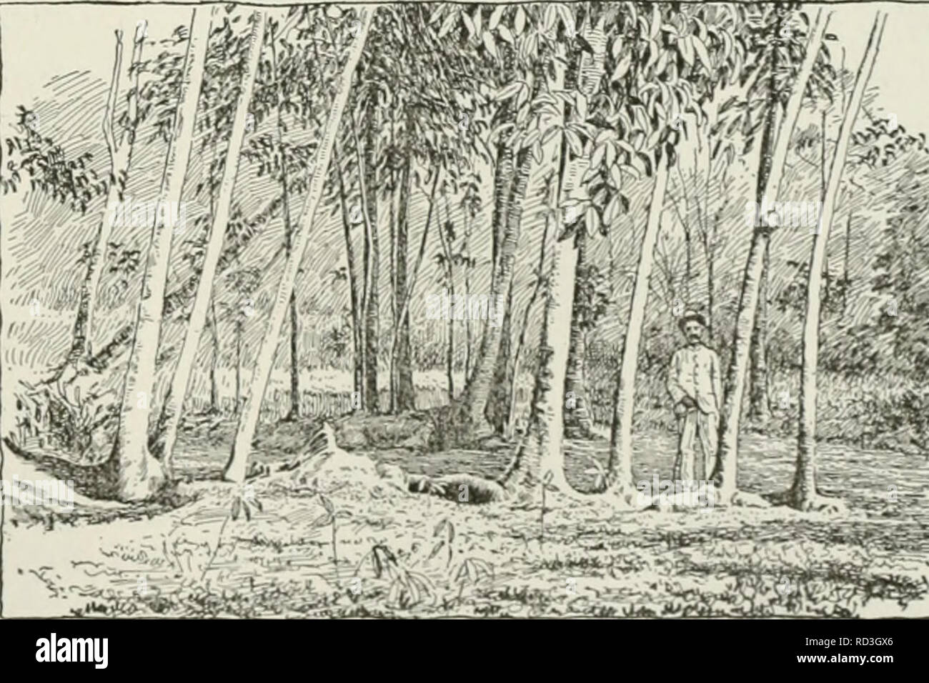 . Cyclopedia of farm crops : a popular survey of crops and crop-making methods in the United States and Canada. Agriculture -- Canada; Agriculture -- United States; Farm produce -- Canada; Farm produce -- United States. Fig. 797. Tapping rubber trees. where a lower temperature prevails than on the plains. In Trinidad it grows at elevations of 130 to 500 feet above sea level. Funtumia was for- merly known as Kiclvxia. (Hart.) West African rubber {Landolphia species). There are several species of this genus which yield rubber of good quality, but which do not respond readily to cultural treatmen Stock Photo