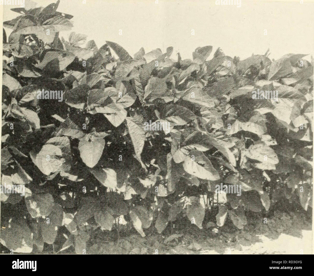 Photoperiodism hi-res stock photography and images - Alamy Photoperiodism hi-res stock photography and images - Alamy