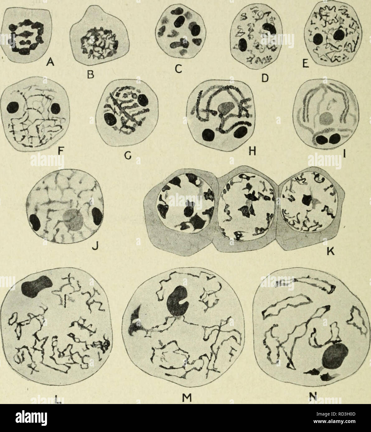 Cytology With Special Reference To The Metazoan Nucleus Cells 4 Cytology Chap This Absence Of A Bouquet Is Not However Characteristic Of Insects In General For It Is A Conspicuous Feature