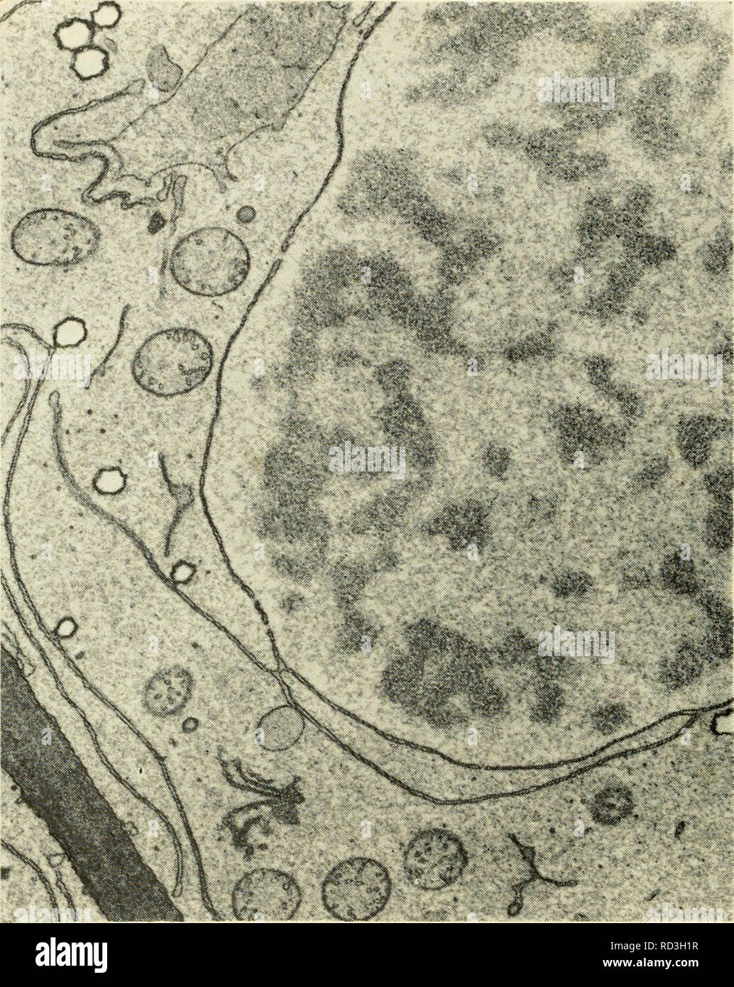 . Cytology. Cytology. various elements of the endoplasmic reticulum have been interpreted as indicating either that the nuclear envelope is a modification of the cyto- plasmic membrane system or that certain membrane components of the. Figure 4-5. Electron Micrograph of Portion of a Meristematic Rootcap Cell of Maize, Showing a Double-layered Nuclear Envelope with Distinct Pores. Note continuity of the outer membrane of the nuclear envelope with double membrane element of the endoplasmic reticulum. Mitochondria, a Golgi apparatus (lower left in figure), and unidentified cytoplasmic inclusions  Stock Photo