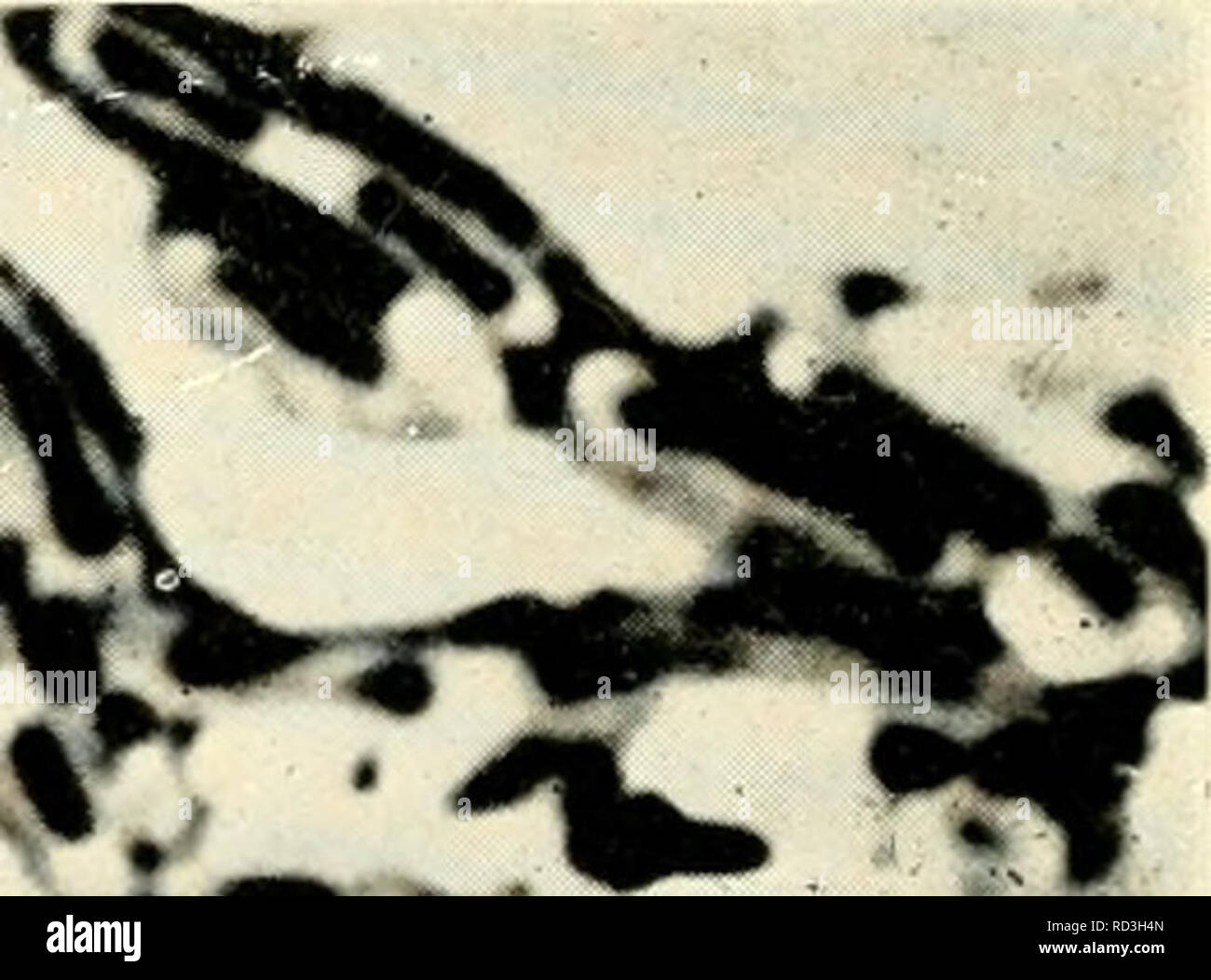 alamy