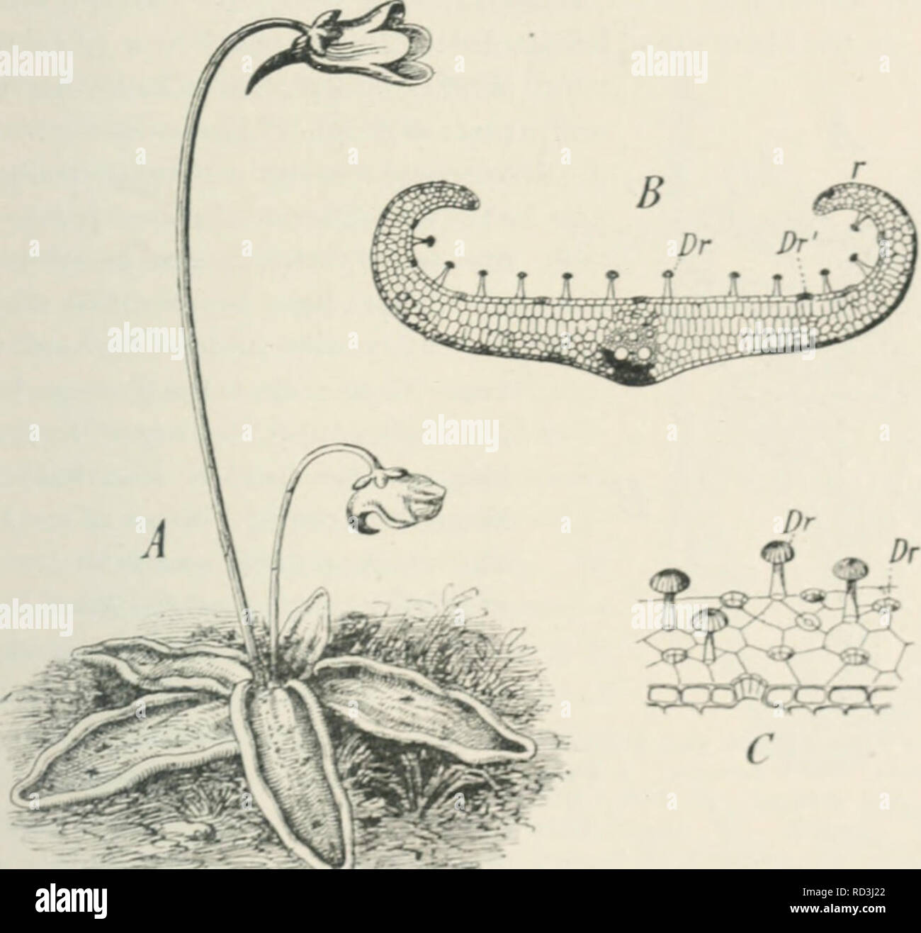 . Das Werden der Organismen; zur Widerlegung von Darwin's Zufallstheorie durch das Gesetz in der Entwicklung von Oscar Hertwig. Evolution; Life (Biology). Anpassungen der Organismen aneinander. 443 längerer Zeit alle verdaubaren Bestandteile des Insekts in Lösung über- geführt und von den Pflanzenzellen resorbiert worden sind, richten sich die Tentakel allmählich wieder in ihre ursprüngliche Lage auf, und ebenso breitet sich das Blatt wieder glatt aus, an dessen Oberfläche die ausgesaugten Chitinhüllen solange anhaften, bis sie abfallen. Ähnliche Verhältnisse bietet das gleichfalls in Mooren v Stock Photo