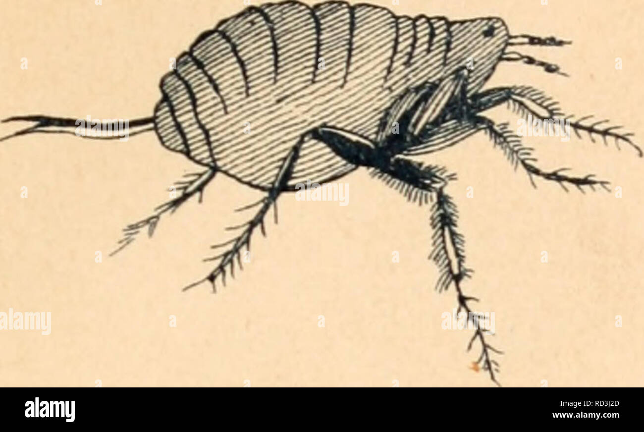 Genisaro Insecto . Dates para la zoologia medica mexicann : Aráenidos é insectos ...