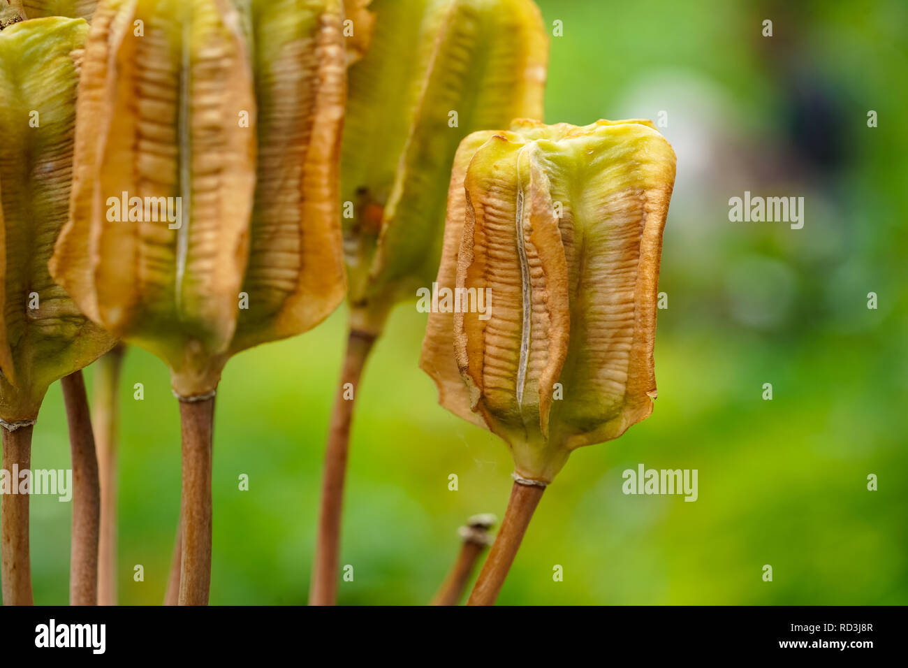 Macro image of Iris seed pods in a botanic garden close up selective focu Stock Photo